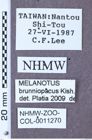 Etikett zu Melanotus brunniopacus (Kishii, 1989)